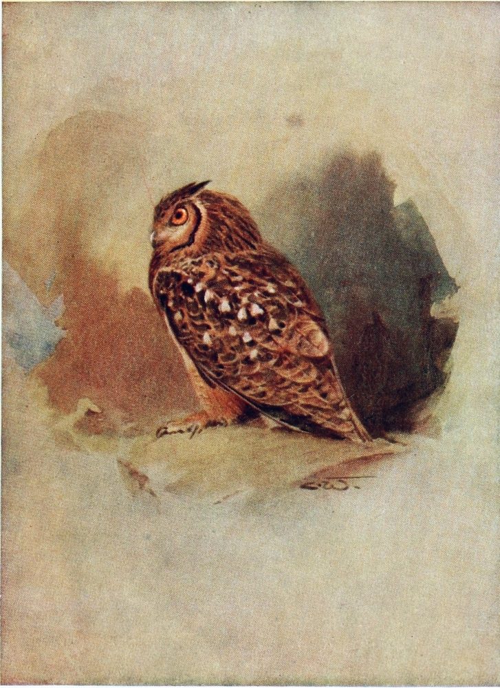 Owls in Ancient Egypt