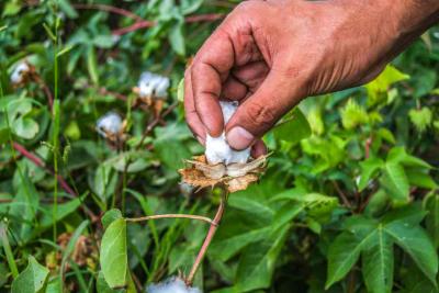 The Beauty that is Egyptian Cotton